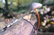 노란애주름버섯 (Mycena crocata (Schrad.) P. Kumm.)