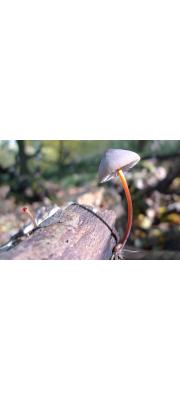 노란애주름버섯 (Mycena crocata (Schrad.) P. Kumm.)