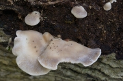 애기꼬막버섯 (Hohenbuehelia reniformis (G. Mey.) Sing.)