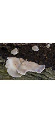 애기꼬막버섯 (Hohenbuehelia reniformis (G. Mey.) Sing.)