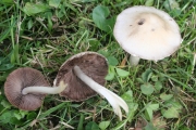 족제비눈물버섯 (Psathyrella candolleana (Fr.) Maire)