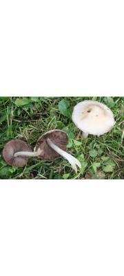 족제비눈물버섯 (Psathyrella candolleana (Fr.) Maire)