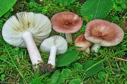 빛무당버섯 (Russula nitida (Pers.) Fr.)