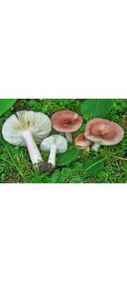 빛무당버섯 (Russula nitida (Pers.) Fr.)