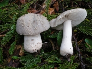 애우산광대버섯 (Amanita farinosa Schw.)