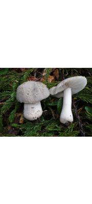 애우산광대버섯 (Amanita farinosa Schw.)