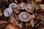젖꼭지애주름버섯 (Mycena diosma Krieg. & Schwob.)