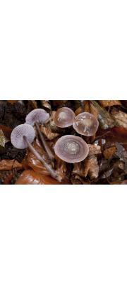 젖꼭지애주름버섯 (Mycena diosma Krieg. &amp; Schwob.)