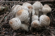 흰기둥눈물버섯 (Psathyrella caputmedusae (Fr.) Konard & Maubl)