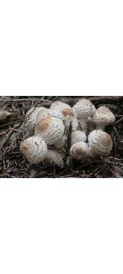 흰기둥눈물버섯 (Psathyrella caputmedusae (Fr.) Konard &amp; Maubl)