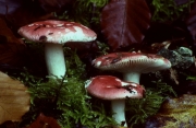 배꼽무당버섯 (Russula nobilis Velen)