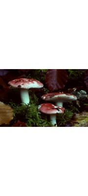 배꼽무당버섯 (Russula nobilis Velen)