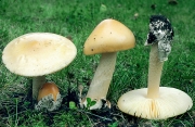 황변광대버섯 (Amanita flavescens (Gilb. & Lund.) Contu)