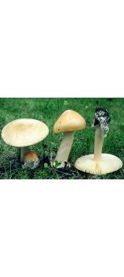 황변광대버섯 (Amanita flavescens (Gilb. &amp; Lund.) Contu)