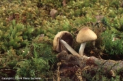 회갈색눈물버섯 (Psathyrella ccernua (Vahl) Moser)