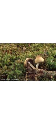 회갈색눈물버섯 (Psathyrella ccernua (Vahl) Moser)