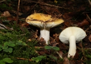 쪼개무당버섯 (Russula ochroleuca (Pers.) Fr.)