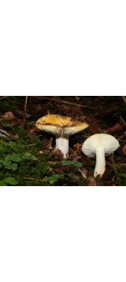 쪼개무당버섯 (Russula ochroleuca (Pers.) Fr.)