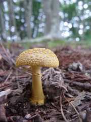 노란대광대버섯 (Amanita flavipes Imai)