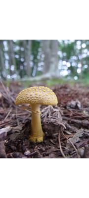 노란대광대버섯 (Amanita flavipes Imai)
