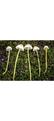 레몬애주름버섯(솔잎애주름버섯) (Mycena epipterygia (Scop.) Gray  > Mycena epipterygia (Scop.) Gray var. epipterygia > Mycena citrinella (Pers.) P. Kummer)