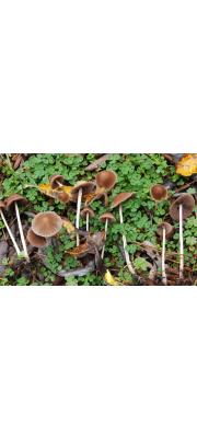 눈물버섯(가는대눈물버섯) (Psathyrella corrugis (Pers.) Konrad &amp; Maubl.  > Psathyrella gracilis (Fr.) Quél.)