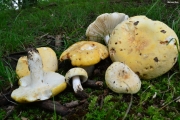 쪼개무당버섯아재비 (Russula ochroleucoides Kauffm.)