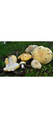 쪼개무당버섯아재비 (Russula ochroleucoides Kauffm.)