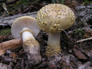 누더기광대버섯 (Amanita franchetii (Boud.) Fay. >Amanita aspera var. franchetii Boud.)