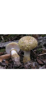 누더기광대버섯 (Amanita franchetii (Boud.) Fay. >Amanita aspera var. franchetii Boud.)