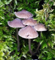 붉은애주름버섯 (Mycena erubescens Höhn.)