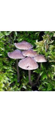 붉은애주름버섯 (Mycena erubescens Höhn.)