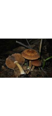 요철눈물버섯 (Psathyrella delineata (Peck) Smith)