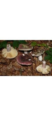 가죽껍질무당버섯 (Russula olivacea (Schaeff.) Fr.)