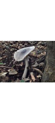 회흑색광대버섯 (Amanita fuliginea Hongo)