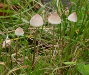 가마애주름버섯 (Mycena filopes (Bull.) P. Kumm.  > Mycena amygdalina (Pers.) Sing.)
