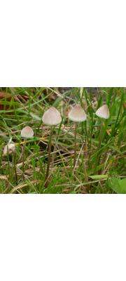 가마애주름버섯 (Mycena filopes (Bull.) P. Kumm.  > Mycena amygdalina (Pers.) Sing.)