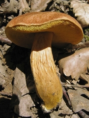 황소신그물버섯 (Aureoboletus moravicus (Vacek) Klofac)