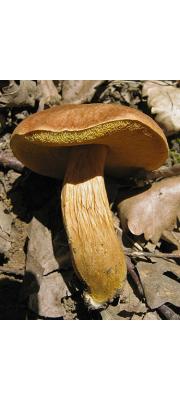 황소신그물버섯 (Aureoboletus moravicus (Vacek) Klofac)
