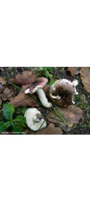 보라올리브무당버섯 (Russula olivaceoviolascens Gill.)