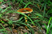 고동색우산버섯 (Amanita fulva Fr.  > Amanita vaginata var. fulva (Schaeff.) Sacc.)