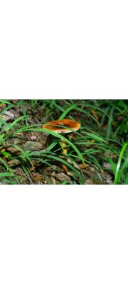 고동색우산버섯 (Amanita fulva Fr.  > Amanita vaginata var. fulva (Schaeff.) Sacc.)