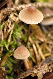 황변애주름버섯 (Mycena flavescens Vel.)