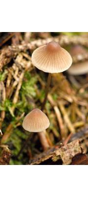 황변애주름버섯 (Mycena flavescens Vel.)