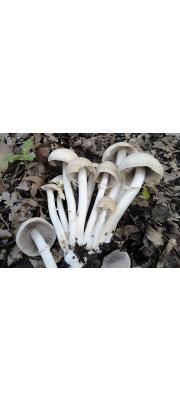 흰눈물버섯 (Psathyrella leucotephra (Berk. &amp; Br.) P.D. Orton)