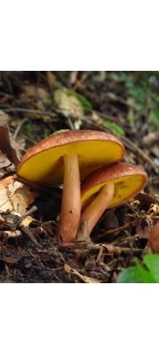 적색신그물버섯 (Aureoboletus thibetanus (Pat.) Hongo &amp; Naga.)