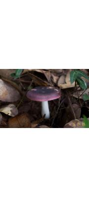 보라무당버섯(적자색무당버섯) (Russula omiensis Hongo)
