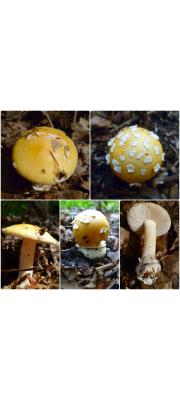 새싹광대버섯 (Amanita gemmata (Fr.) Bertill)