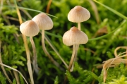 흰노랑애주름버섯 (Mycena flavoalba (Fr.) Quél.)