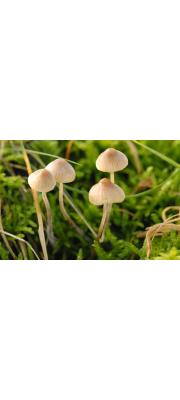 흰노랑애주름버섯 (Mycena flavoalba (Fr.) Quél.)